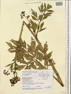 Levisticum officinale Koch, Eastern Europe, Central region (E4) (Russia)