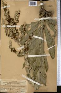 Verbascum songaricum Schrenk, Middle Asia, Western Tian Shan & Karatau (M3) (Kazakhstan)