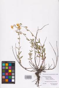 Helianthemum nummularium (L.) Mill., Eastern Europe, Central forest-and-steppe region (E6) (Russia)