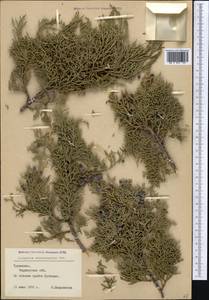 Juniperus excelsa subsp. polycarpos (K. Koch) Takht., Middle Asia, Pamir & Pamiro-Alai (M2) (Turkmenistan)