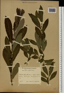 Salix caprea × cinerea, Eastern Europe, Central region (E4) (Russia)