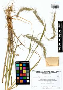 Elymus sibiricus L., Siberia, Baikal & Transbaikal region (S4) (Russia)