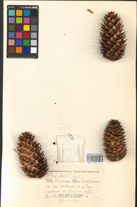 Picea abies (L.) H. Karst., Eastern Europe, Central region (E4) (Russia)