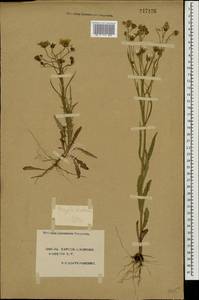 Crepis tectorum L., Eastern Europe, South Ukrainian region (E12) (Ukraine)