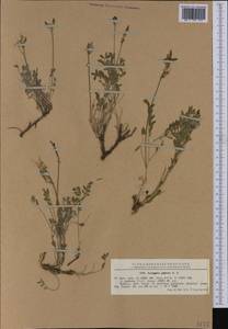 Astragalus albicaulis DC., Western Europe (EUR) (Romania)
