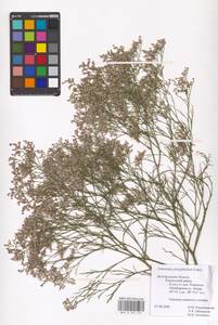Limonium platyphyllum Lincz., Eastern Europe, Central forest-and-steppe region (E6) (Russia)