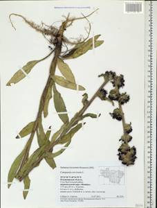 Campanula cervicaria L., Eastern Europe, Central region (E4) (Russia)