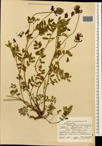Astragalus brachytropis (Stev.) C. A. Mey., Caucasus, South Ossetia (K4b) (South Ossetia)