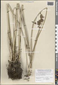 Schoenoplectus litoralis (Schrad.) Palla, Eastern Europe, Rostov Oblast (E12a) (Russia)