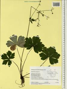 Sanicula europaea L., Eastern Europe, Central region (E4) (Russia)