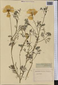 Eschscholzia californica Cham., America (AMER) (Not classified)