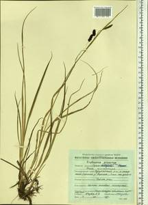 Carex saxatilis L., Siberia, Chukotka & Kamchatka (S7) (Russia)