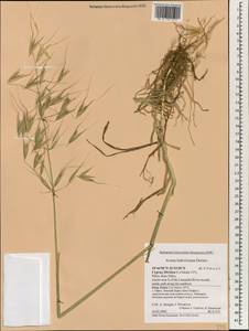 Avena sterilis subsp. ludoviciana (Durieu) Gillet & Magne, South Asia, South Asia (Asia outside ex-Soviet states and Mongolia) (ASIA) (Cyprus)