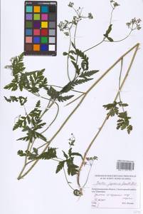 Torilis japonica (Houtt.) DC., Eastern Europe, North-Western region (E2) (Russia)