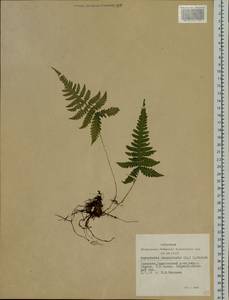 Phegopteris connectilis (Michx.) Watt, Siberia, Altai & Sayany Mountains (S2) (Russia)