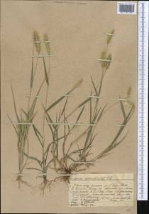 Setaria viridis (L.) P.Beauv., Middle Asia, Western Tian Shan & Karatau (M3) (Kazakhstan)