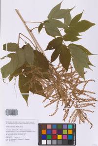 Aruncus dioicus (Walter) Fernald, Siberia, Russian Far East (S6) (Russia)