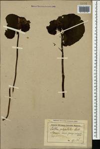 Caltha palustris var. polypetala (Hochst. ex Lorent) Huth, Caucasus, Krasnodar Krai & Adygea (K1a) (Russia)