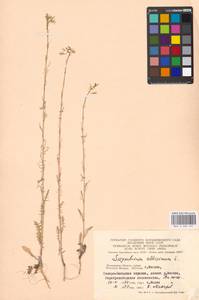 Sisymbrium altissimum L., Eastern Europe, Moscow region (E4a) (Russia)