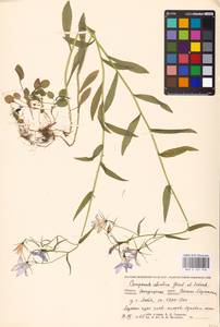 Campanula patula subsp. abietina (Griseb. & Schenk) Simonk., Eastern Europe, West Ukrainian region (E13) (Ukraine)