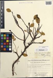 Salix alexii-skvortzovii A.P. Khokhryakov, Siberia, Chukotka & Kamchatka (S7) (Russia)