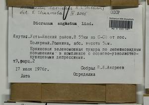Dicranum laevidens R.S. Williams, Bryophytes, Bryophytes - Yakutia (B19) (Russia)