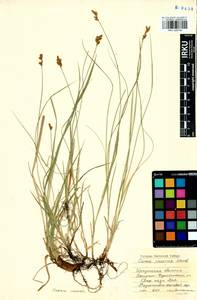 Carex praecox Schreb., Siberia, Baikal & Transbaikal region (S4) (Russia)