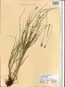 Carex leporina L., Eastern Europe, Central forest region (E5) (Russia)
