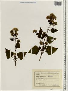 Chromolaena odorata (L.) R. King & H. Rob., South Asia, South Asia (Asia outside ex-Soviet states and Mongolia) (ASIA) (India)