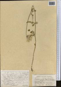 Scaligeria hirtula (Regel & Schmalh.) Lipsky ex Korovin, Middle Asia, Western Tian Shan & Karatau (M3) (Tajikistan)