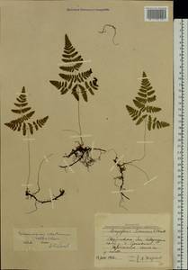 Gymnocarpium robertianum (Hoffm.) Newman, Eastern Europe, Eastern region (E10) (Russia)