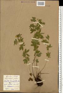 Potentilla erecta (L.) Raeusch., Eastern Europe, Eastern region (E10) (Russia)