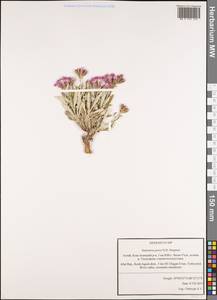 Saussurea pricei N. D. Simpson, Siberia, Altai & Sayany Mountains (S2) (Russia)