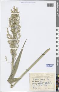 Sorghum bicolor (L.) Moench, South Asia, South Asia (Asia outside ex-Soviet states and Mongolia) (ASIA) (China)