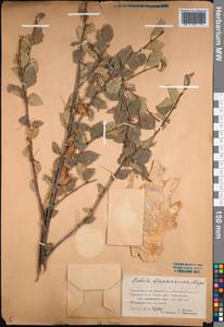 Betula tianschanica Rupr., Middle Asia, Dzungarian Alatau & Tarbagatai (M5) (Kazakhstan)