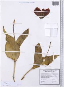 Tulipa, Middle Asia, Pamir & Pamiro-Alai (M2) (Uzbekistan)
