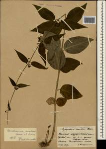 Vincetoxicum scandens Sommier & Levier, Crimea (KRYM) (Russia)