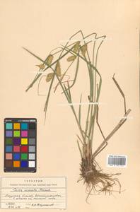 Carex vesicata Meinsh., Siberia, Russian Far East (S6) (Russia)