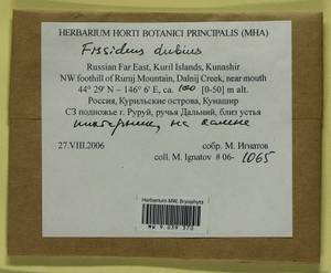 Fissidens dubius P. Beauv., Bryophytes, Bryophytes - Russian Far East (excl. Chukotka & Kamchatka) (B20) (Russia)