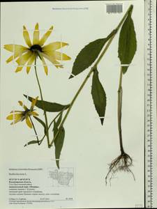 Rudbeckia hirta L., Eastern Europe, Central region (E4) (Russia)