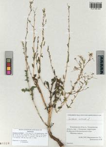 Lactuca serriola L., Siberia, Altai & Sayany Mountains (S2) (Russia)