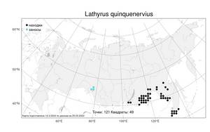Lathyrus quinquenervius (Miq.) Litv., Atlas of the Russian Flora (FLORUS) (Russia)