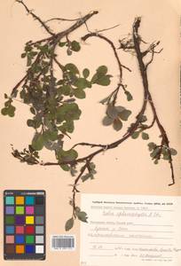 Salix sphenophylla A. K. Skvortsov, Siberia, Chukotka & Kamchatka (S7) (Russia)