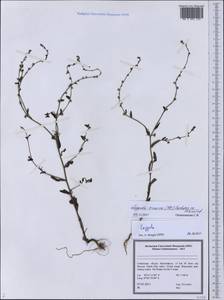 Pseudolappula sinaica (A. DC.) Khoshsokhan, Sherafati & Kaz. Osaloo, Middle Asia, Pamir & Pamiro-Alai (M2) (Uzbekistan)