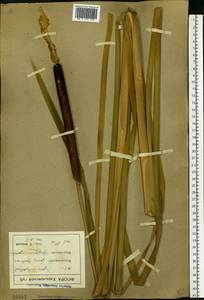 Typha latifolia L., Eastern Europe, North Ukrainian region (E11) (Ukraine)