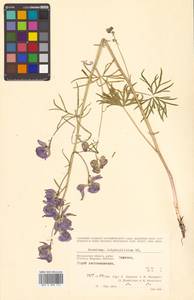 Aconitum delphinifolium DC., Siberia, Chukotka & Kamchatka (S7) (Russia)