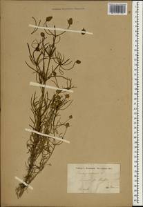Plantago arenaria Waldst. & Kit., South Asia, South Asia (Asia outside ex-Soviet states and Mongolia) (ASIA) (Iran)
