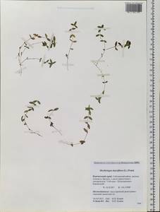 Moehringia lateriflora (L.) Fenzl, Siberia, Chukotka & Kamchatka (S7) (Russia)