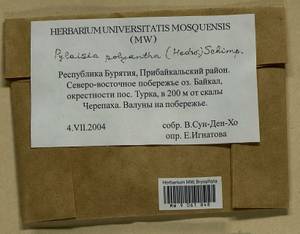 Pylaisia polyantha (Hedw.) Schimp., Bryophytes, Bryophytes - Baikal & Transbaikal regions (B18) (Russia)
