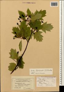 Aria torminalis (L.) Beck, Caucasus, Black Sea Shore (from Novorossiysk to Adler) (K3) (Russia)